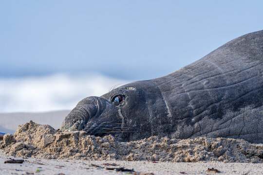 Rare sighting of a vagrant southern elephant seal (Mirounga leonina) on the Onrus beach near Hermanus, Whale Coast, Overberg, Western Cape, South Africa.