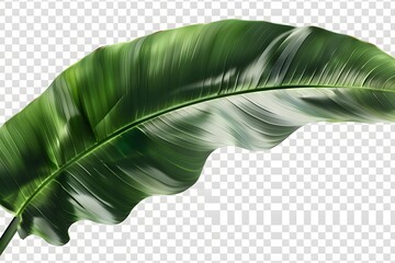 Isolated green leaves surrounded by white background with a touch of freshness, representing nature's vibrant foliage in spring - obrazy, fototapety, plakaty