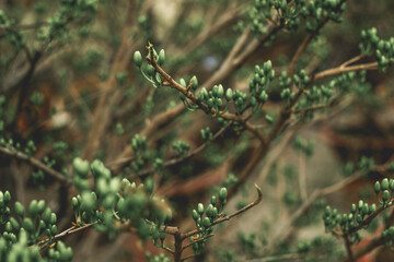 Ochna integerrima species with brown stems, large glossy green leaves, serrated edges on the leaves, yellow flowers, growing in bunches in the shape of a daisy, so Ochna integerrima is called 