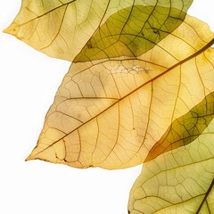 Obraz premium Isolated green leaves surrounded by white background with a touch of freshness, representing nature's vibrant foliage in spring