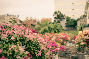 Bougainvillae flowers on lisbon city street,Close-up of Bougainvillae flowers against blue sky,asclepiadaceae tree bark glides over the surface of the wood, extends the territory,