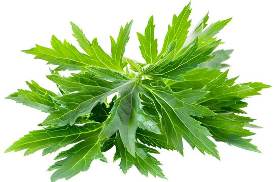 Isolated green leaves surrounded by white background with a touch of freshness, representing nature's vibrant foliage in spring