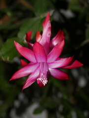 Christmas cactus flower (Schlumbergera)