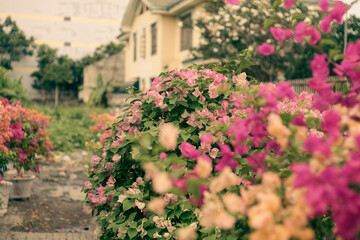 Bougainvillae flowers on lisbon city street,Close-up of Bougainvillae flowers against blue sky,asclepiadaceae tree bark glides over the surface of the wood, extends the territory,