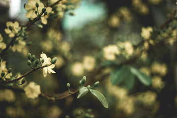  Tet in photo mean Happy New Year and Peace. Selective focus.Close-up of Ochna integerrima flowering plant,