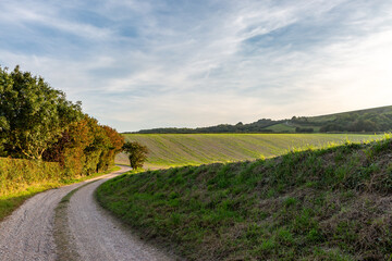 Fototapeta na wymiar A track through farmland in Sussex, on a sunny late summer's evening
