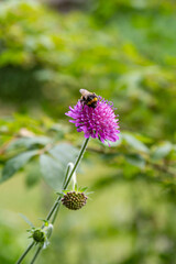 A knautia flower in summer, with a bee collecting pollen