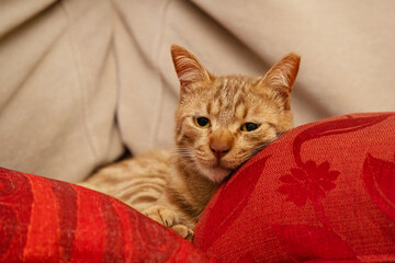 A Ginger Cat Resting on a Couch