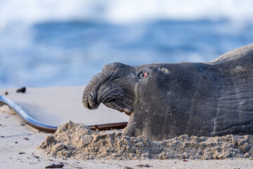 Rare sighting of a vagrant southern elephant seal (Mirounga leonina) on the Onrus beach near...