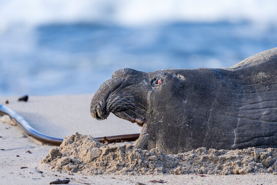 Rare sighting of a vagrant southern elephant seal (Mirounga leonina) on the Onrus beach near Hermanus, Whale Coast, Overberg, Western Cape, South Africa.