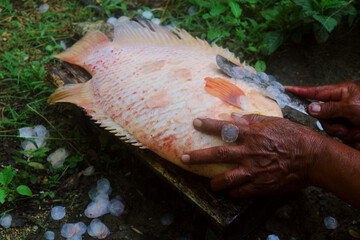 Someone cleans the scales from tilapia caught in ponds
