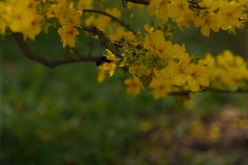Apricot Blossom are in Ho Chi Minh city, Vietnam