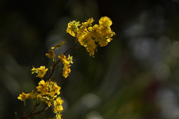 Apricot Blossom are in Ho Chi Minh city, Vietnam
