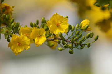 Apricot Blossom are in Ho Chi Minh city, Vietnam