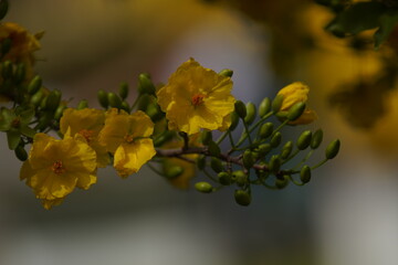 Apricot Blossom are in Ho Chi Minh city, Vietnam