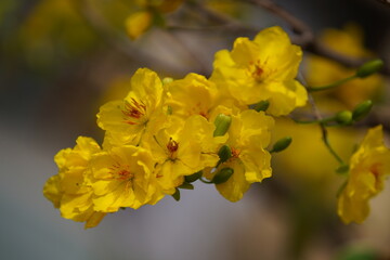 Apricot Blossom are in Ho Chi Minh city, Vietnam