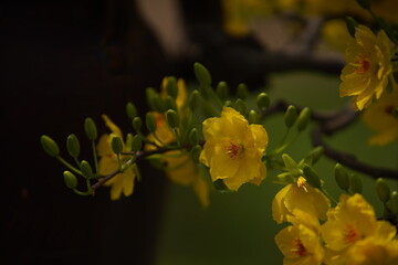 Apricot Blossom are in Ho Chi Minh city, Vietnam
