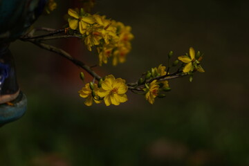 Apricot Blossom are in Ho Chi Minh city, Vietnam