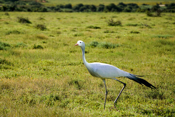 Blue crane (Grus paradisea) in Addo Elephant National Park, South Africa 
