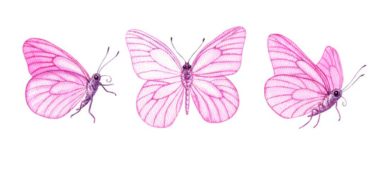 Painted pink butterflies watercolor set. Hand drawn illustration isolated background. Hand-painted elements insect with wings. Hand drawn delicate insects. For decoration, postcard, fabric.