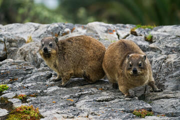 A couple of klipdas (Hyrax capensis, rock rabbit) on the rocks along Cliff Path Trail, Hermanus