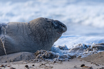 Rare sighting of a vagrant southern elephant seal (Mirounga leonina) on the Onrus beach near...