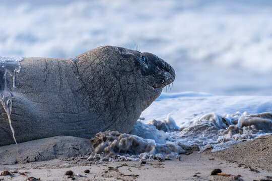 Rare sighting of a vagrant southern elephant seal (Mirounga leonina) on the Onrus beach near Hermanus, Whale Coast, Overberg, Western Cape, South Africa.
