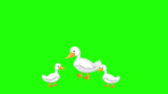 a flock of ducks animation, sketchy illustration style. Animated cute little duck, loop, concept idea or example of simple vector cartoon fun videos on green screen isolated background