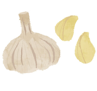 にんにく　イラスト　野菜
