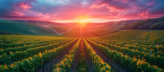 Fototapeten vineyard, sunset over the field © andreac77