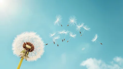  Dandelion with seeds against the blue sky. Nature background. © Moesy-TM