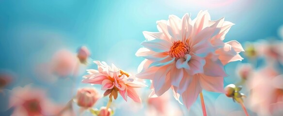 Obraz premium colorful of dahlia pink flower in Beautiful garden