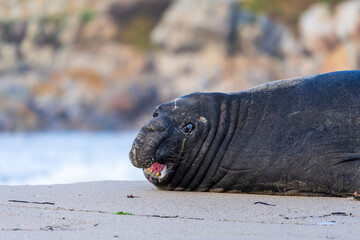 Rare sighting of a vagrant southern elephant seal (Mirounga leonina) on the Onrus beach near...