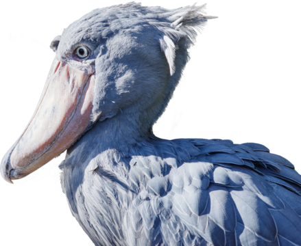 横を向いたハシビロコウのアップ