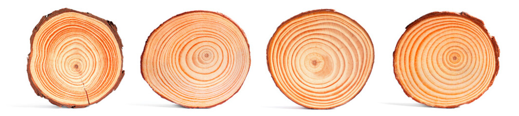 Set of Tree Ring Slices Isolated on White