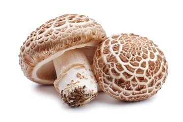 Shiitake mushroom isolated on white
