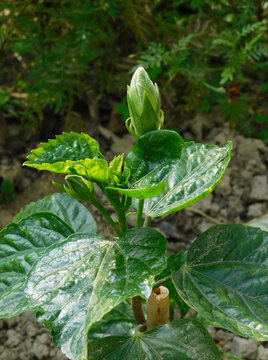 A small white jaba flower plant has grown in the garden and white buds have appeared on the jaba flower tree