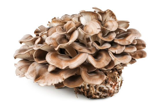 maitake mushroom, grifola frondosa isolated on white or transparent png