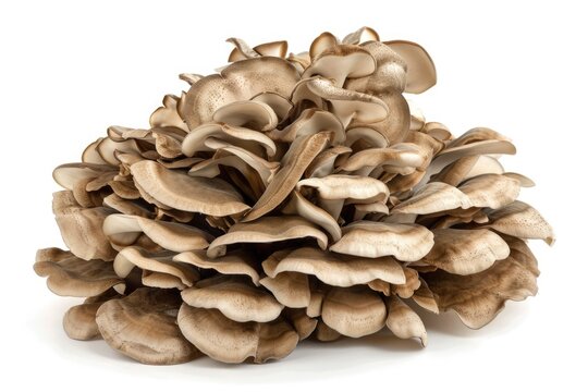 maitake mushroom, grifola frondosa isolated on white or transparent png