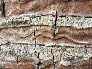 Close-up texture of a brown, cracked tree bark with natural patterns and grooves