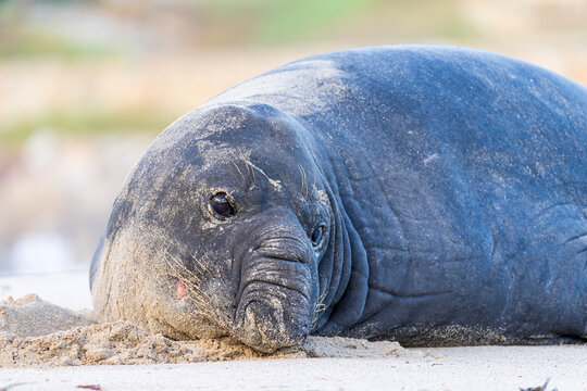 Rare sighting of a vagrant southern elephant seal (Mirounga leonina) on the Onrus beach near Hermanus, Whale Coast, Overberg, Western Cape, South Africa.