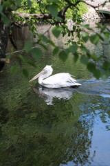 A white pelican bird floats on the water