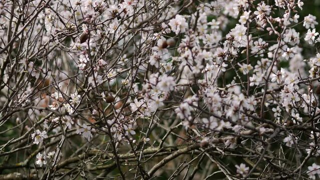 Flowers on almond tree. Blooming almond. Crown of the tree sways. Prunus dulcis shrub or small tree from subgenus Almond (Amygdalus). Rovinj, Croatia - February 23, 2024