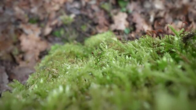 Green moss grows on the tree trunk
