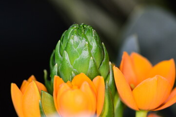 Green bud and orange flowers