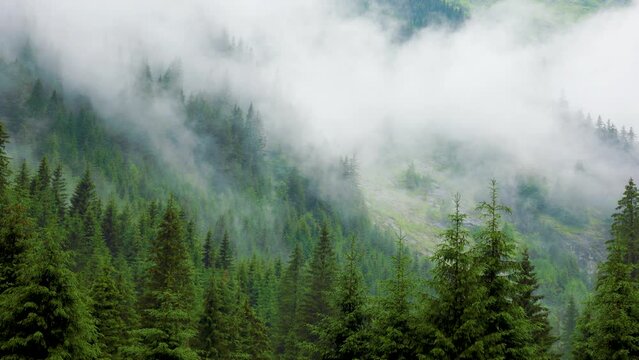 dramatic scenic fog in pine forest on mountain slopes. 