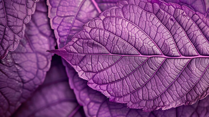 Purple leaf