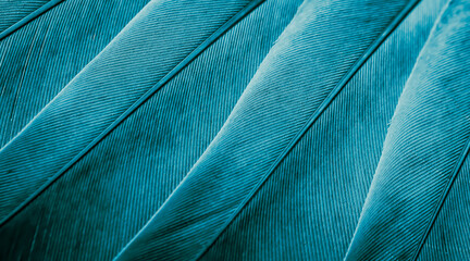 blue feather pigeon macro photo. texture or background © Krzysztof Bubel