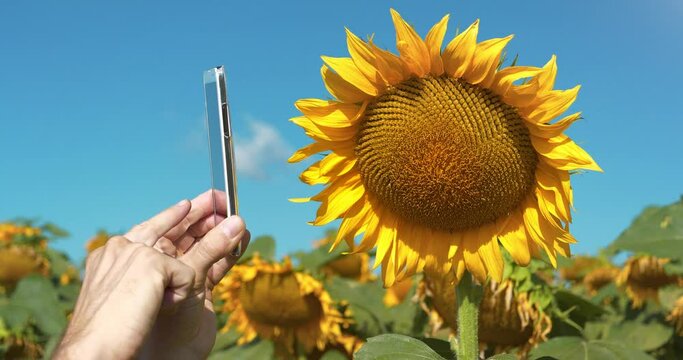 Man takes photos of sunflower on smartphone. Photographing a sunflower. Agricultural worker stands in field of sunflowers and takes photo on his smartphone. Agronomist controls of sunflower ripening