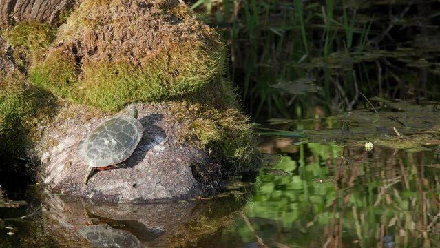 Sunlight on a western Painted Turtle resting on a tree bark in marshy waters with reflection